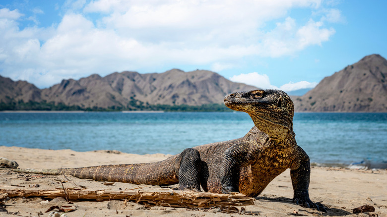 Komodo Dragon on Komodo Island in Indonesia