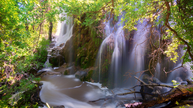 Gorman Falls, Colorado Bend State Park, in the Texas Hill Country flows rapidly after rainfall down a cliff of green moss and rocks