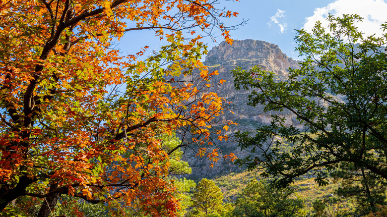 Fall foliage against the Guadalupe Mountains in Guadalupe Mountains National Park