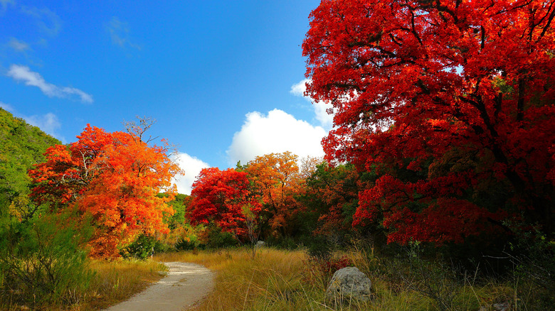 Hiking in the Autumn fall foliage of Lost Maples State Natural Area, Texas