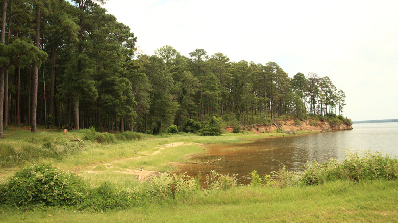 A landscape with trees at Sabine National Forest, Texas