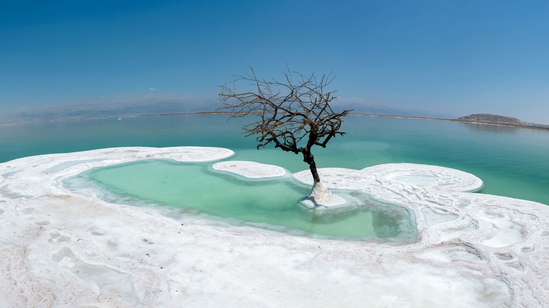 a tree growing on an island in the Dead Sea
