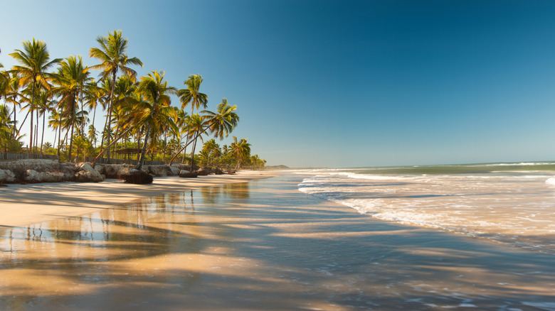 Tropical sandy beach with coconut trees in the distance, a popular destination among Costco Travel packages