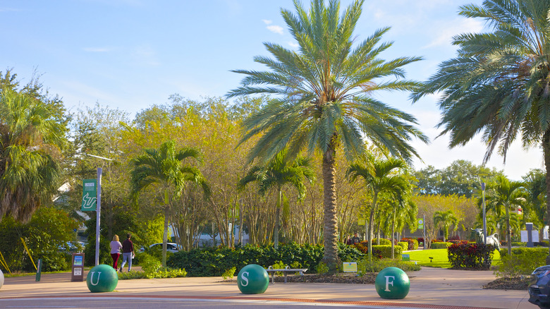 Palm trees line the pavement of the South Florida University campus