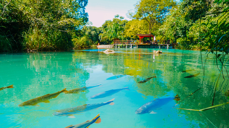 fish in a river near Bonito, Brazil
