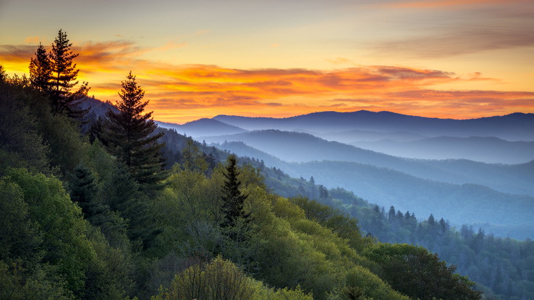 Forested mountainside at sunrise in Great Smoky Mountains National Park, U.S.