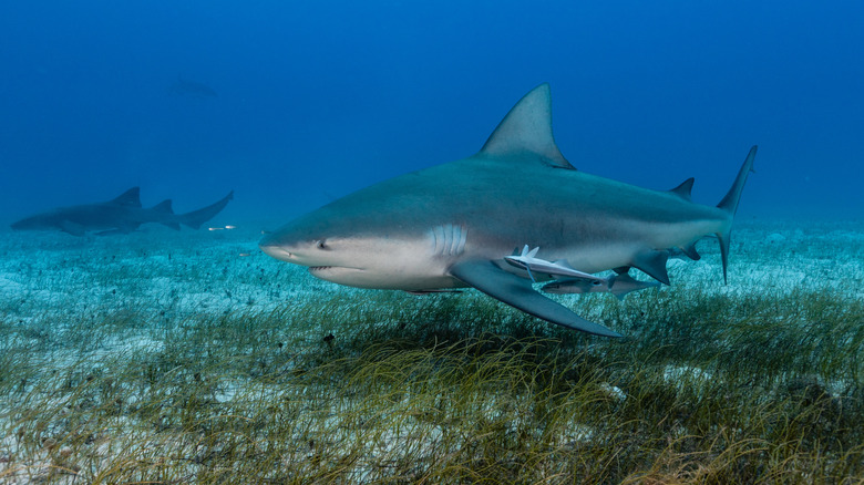 bull shark swimming above the ground with grass