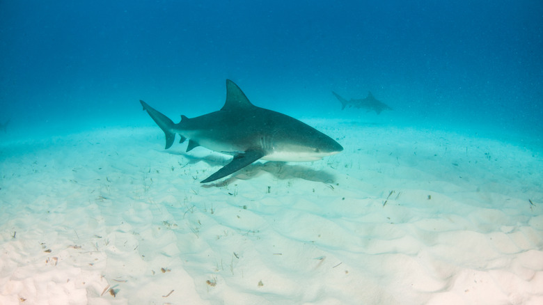 bull shark swimming above sand in water