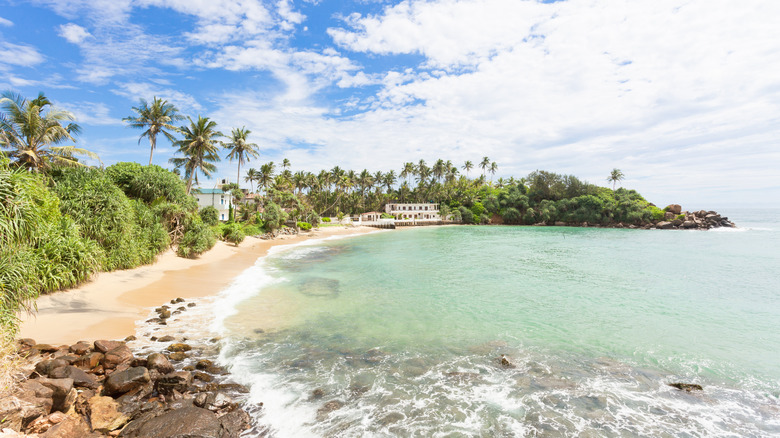 Palm trees line a beach in Ahangama, Sri Lanka