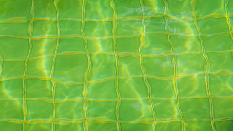 Green water in an outdoor swimming pool.