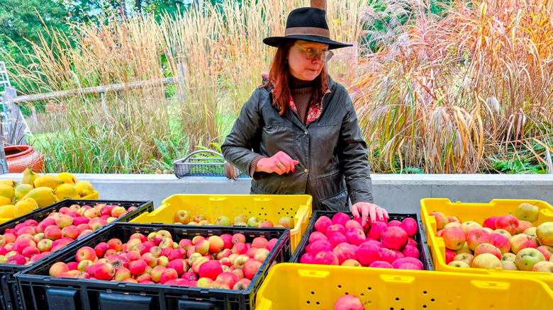 A woman sorting apples at a cider house on Vashon Island