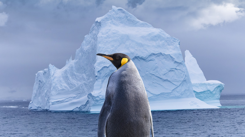 A king penguin stands in front of an iceberg