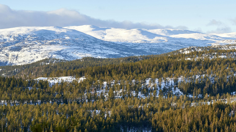 A forest of green trees in front of snowy mountains
