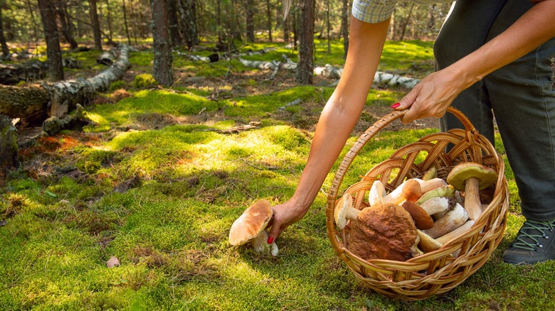 A person holding a basket of mushrooms in one hand and forages a mushroom from the ground with the other hand