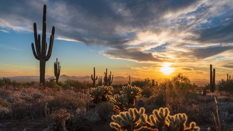 Cholla cacti holding light during majestic sunset with saguaro cactus silhouettes and camelback mountain in distance shot from McDowell Sonoran Conservancy in Scottsdale, Arizona