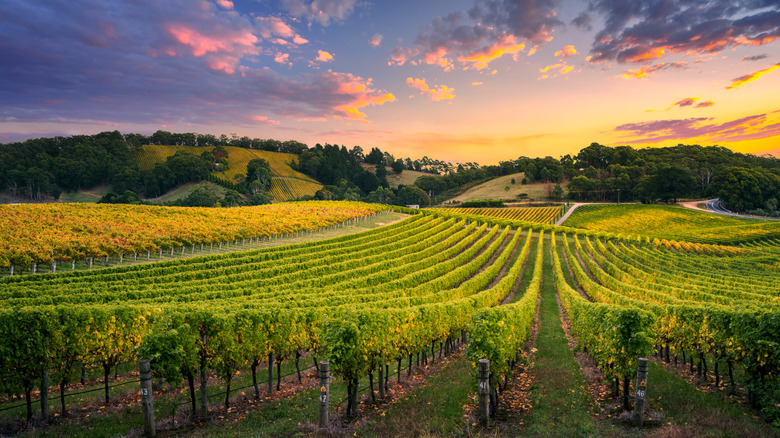 Dramatic sunset skies over the rolling hills of a vineyard
