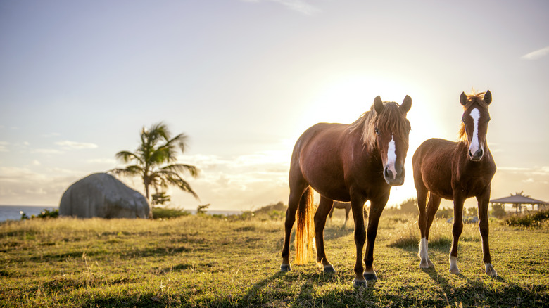 Wild horses on a beach in Vieques, Puerto Rico