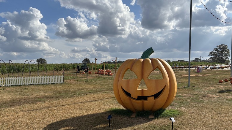 Large pumpkin installation at the pumpkin patch at Denver Downs farm