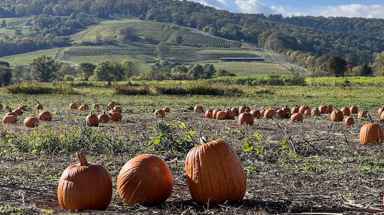 A pumpkin patch with a mountain valley in background