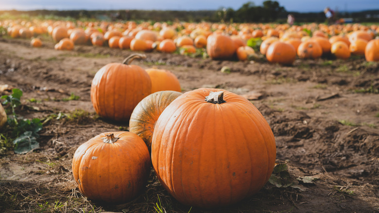A pumpkin patch with a dirt trail and pumpkins in the foreground