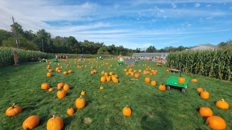 Wide view of Secor Farms' pumpkin patch on a clear day