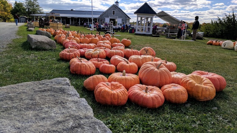 Giant pumpkins lined up on lawn at Treworgy Family Orchards