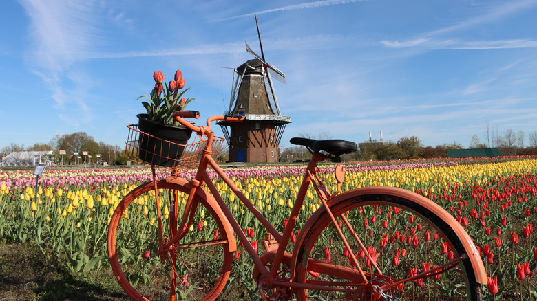 A vintage orange bike with red tulips in the front basket sits in front of colorful field of tulips with the De Zwaan windmill in the background.