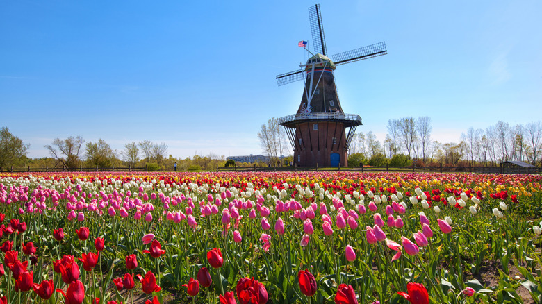 A field of colorful tulips in bloom with a wood windmill in the background in Holland, Michigan