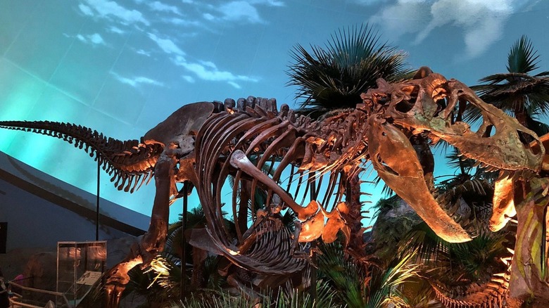A dinosaur skeleton at the Children's Museum of Indianapolis