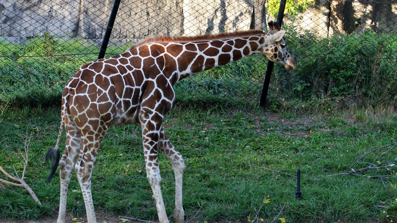 A giraffe at the Indianapolis Zoo
