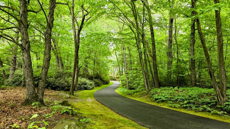Trail at Van Horn Park in Springfield, Massachusetts