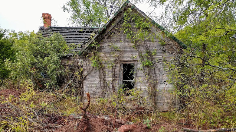 An old home sits covered in brown vines and green overgrowth
