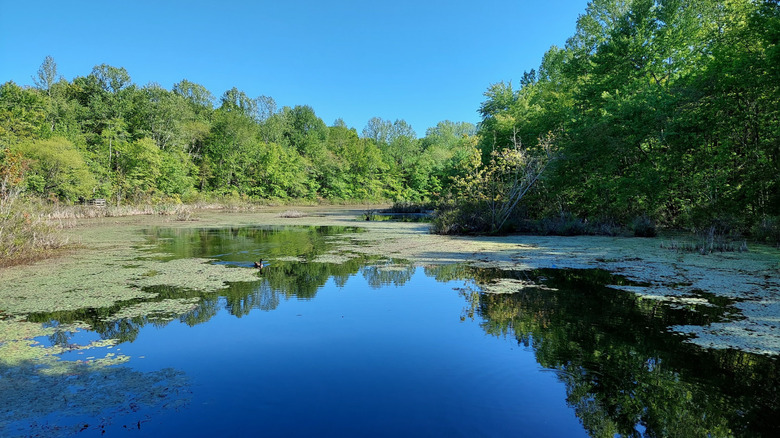 View over Sloan's Pond at Mammoth Cave National Park