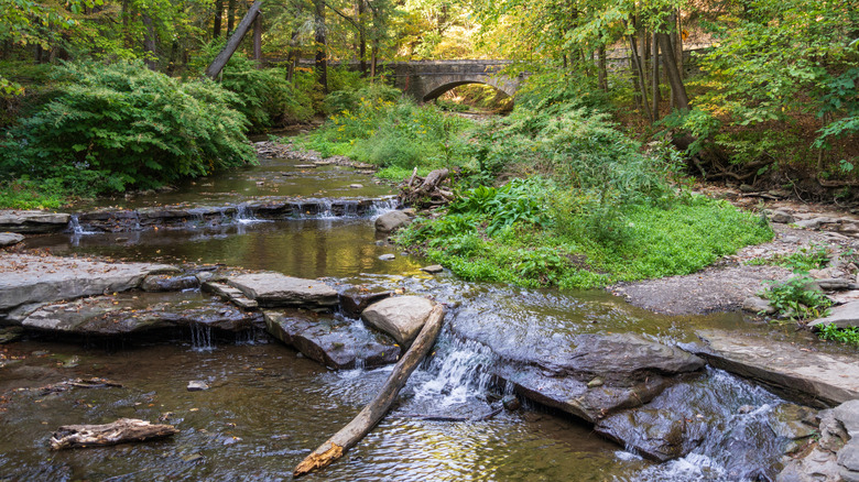 View along a trail at Letchworth State Park