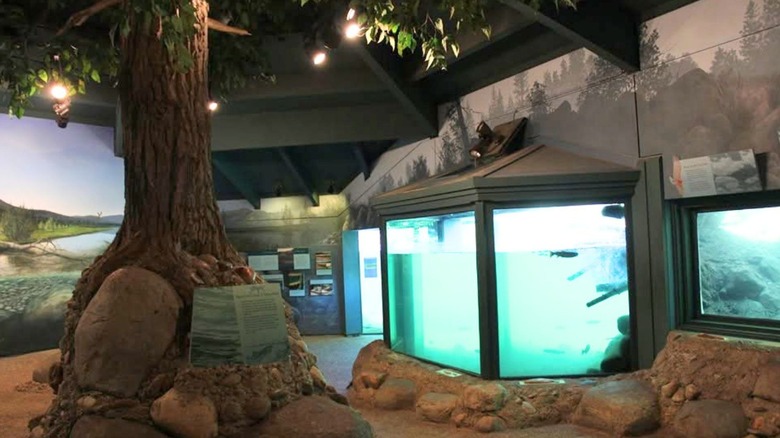 An underground room with windows looking through to an outdoor stream and a giant tree with informational signs.