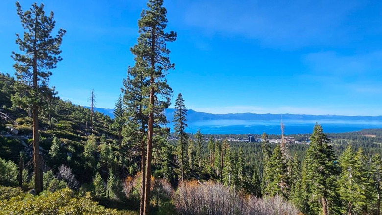 Tall alpine trees line a slope down the mountain to view of Lake Tahoe in the distance under emerald blue skies.