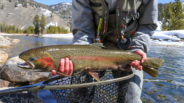 A fisherman holding a large rainbow trout and a net, Salmon River, Idaho