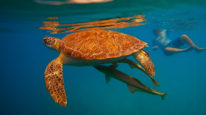 scuba diver watching turtle
