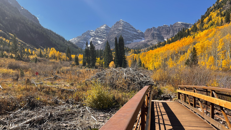 Aspen tree foliage around Maroon Bells in Aspen, Colorado.