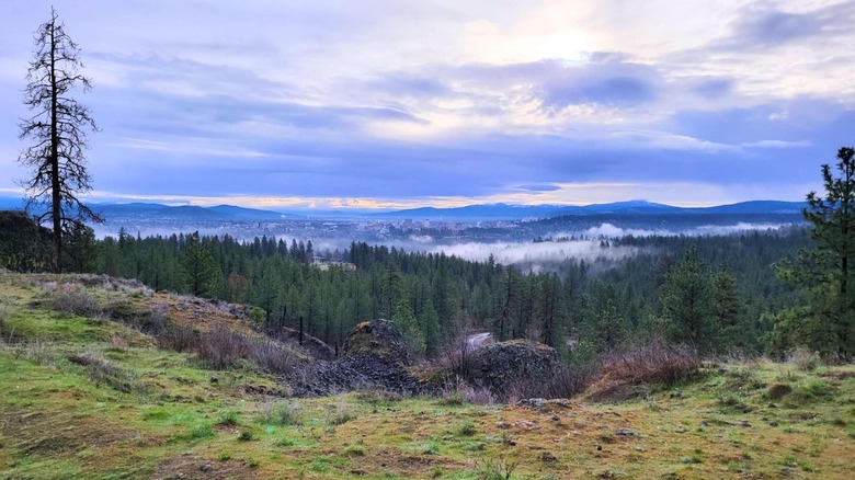 A grassy summit at Palisades Park overlooking a pine tree forest and Spokane in the distance