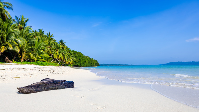Driftwood on a pristine palm tree-lined white sand beach in the Andaman Islands