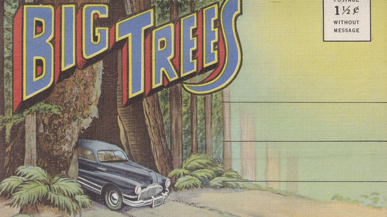 A vintage post card of a car driving through a redwood tree tunnel in California