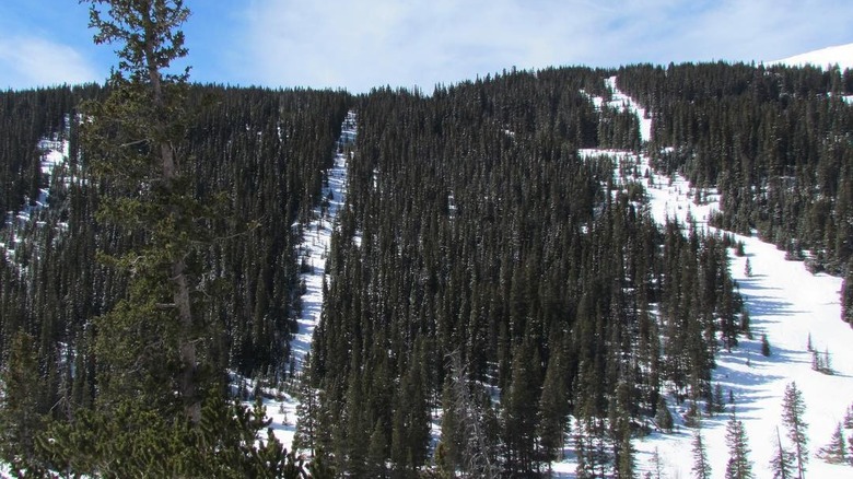 Deserted ski trails in Colorado