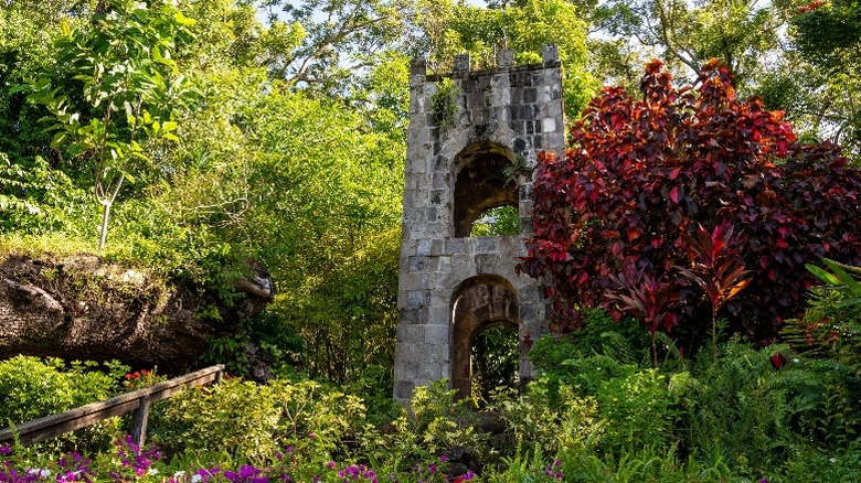 Forest in St kitts