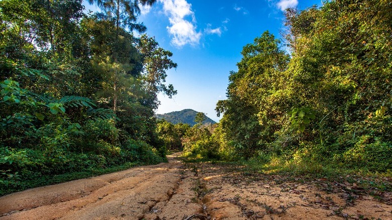 Trail in caribbean