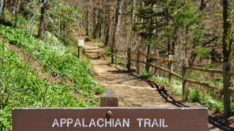 Appalachian Trail sign and a view of the trail itself heading off into the woods on a mountainside at Great Smoky Mountains National Park