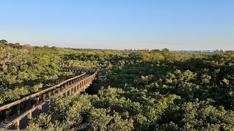elevated walkway extends past green treetops, a bay and skyline appear in the distance.