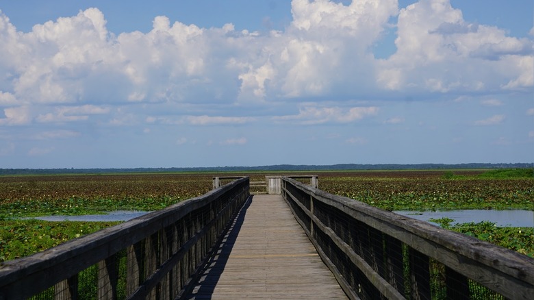 an old wooden boardwalk extends out into open water covered with lotus plants