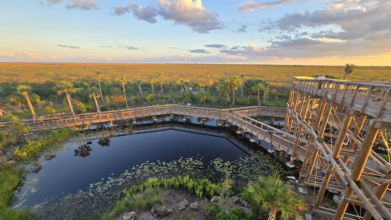 aerial view over an elevated boardwalk over marshland.
