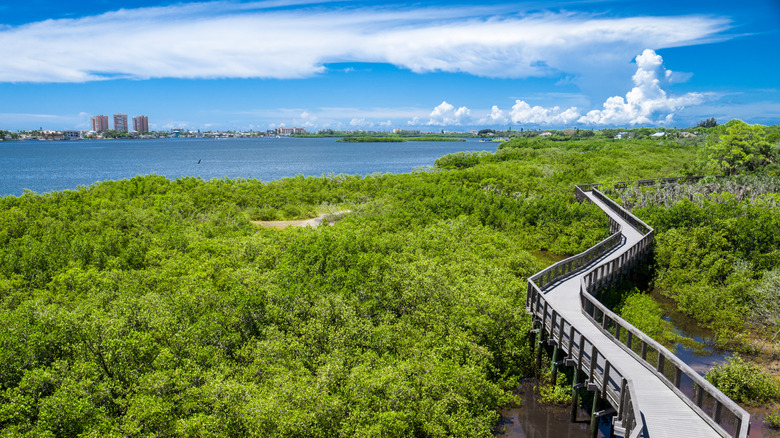 a zig zag boardwalk cuts through bright green mangroves; past the mangroves are blue waters and a small city skyline in the distance